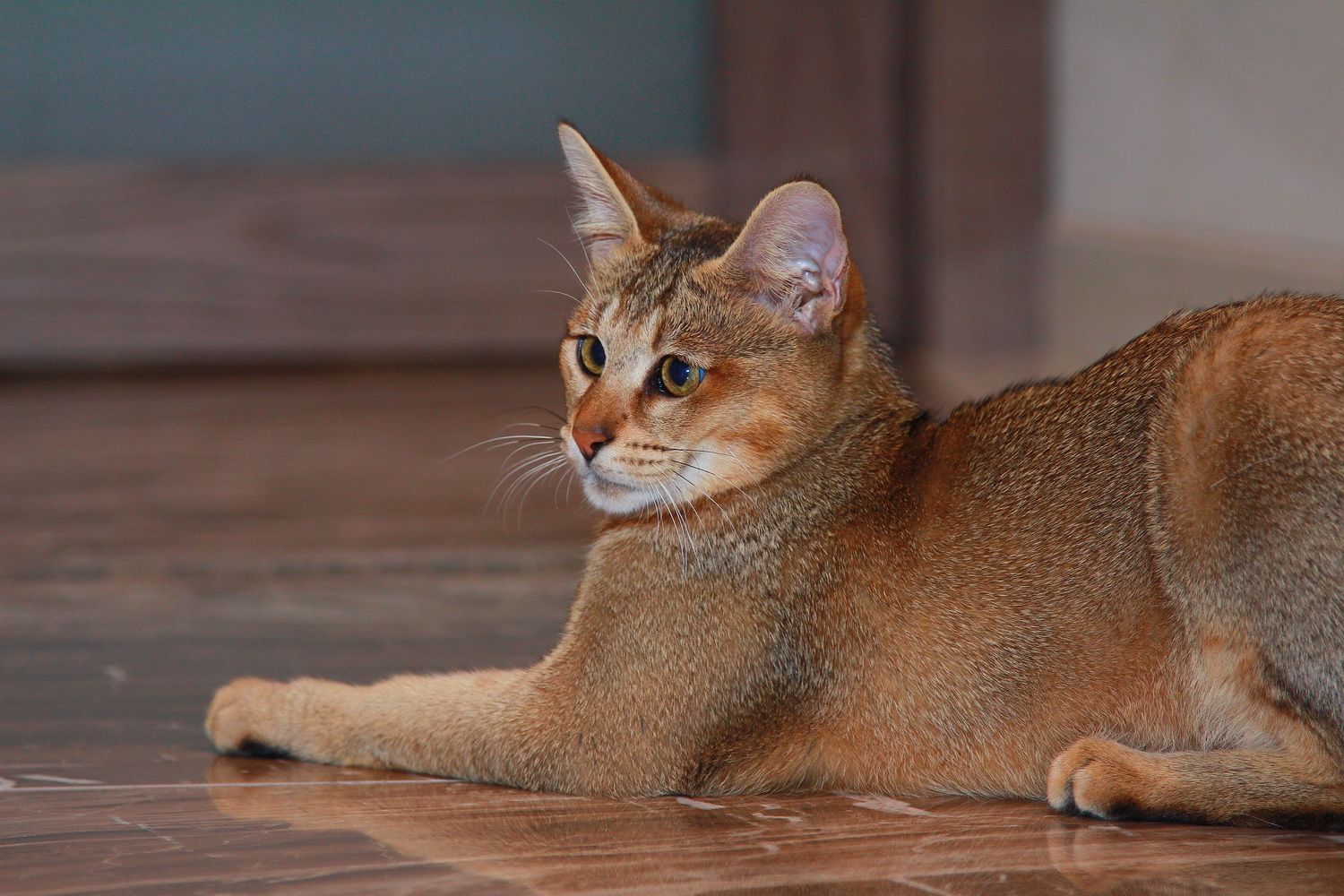 Кошка самой редкой породы. Чаузи кошка ф1. Чаузи и Абиссинская. Чаузи хауси кошка. Кошка чаузи f1.