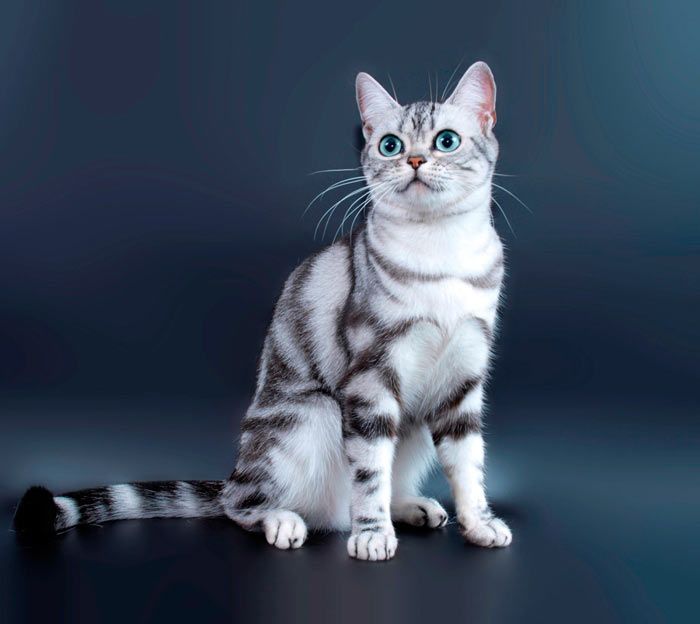 Порода Кошек Американская Короткошерстная Фото