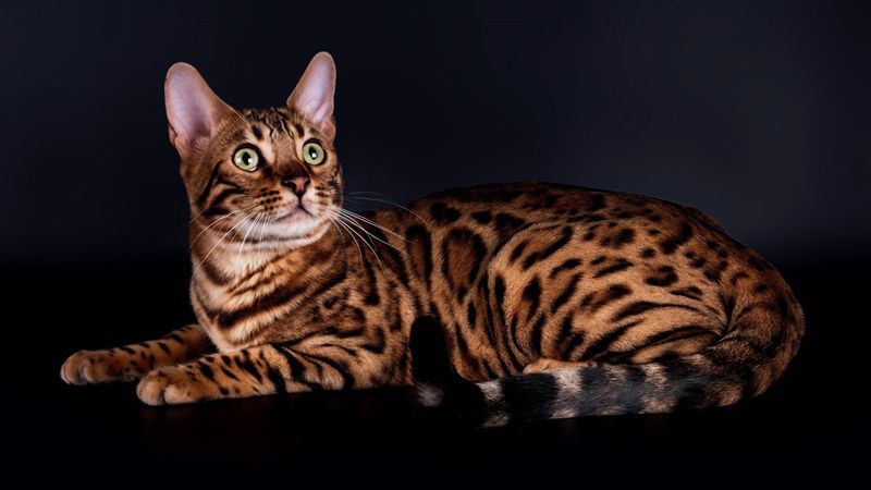 бенгальская кошка окрасы