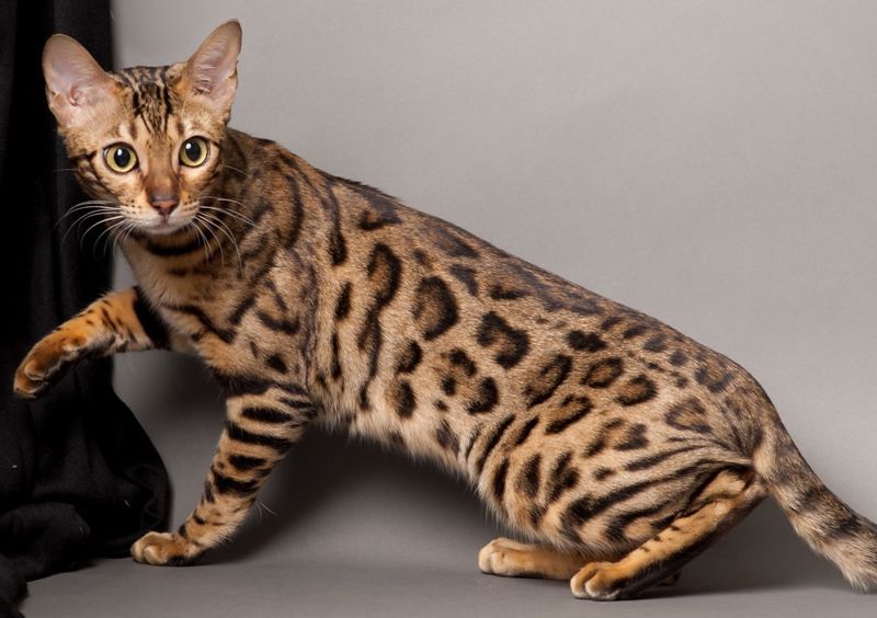 Пятнистые кошки: ТОП 20 пород, похожих на леопарда, 50 фото