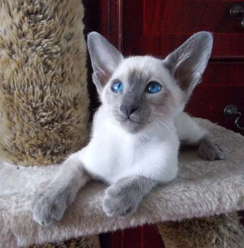 Фото кошки балийской породы thumbnail
