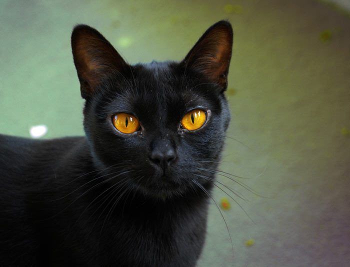 Кот с рыжими глазами