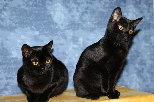 Две черных кошки