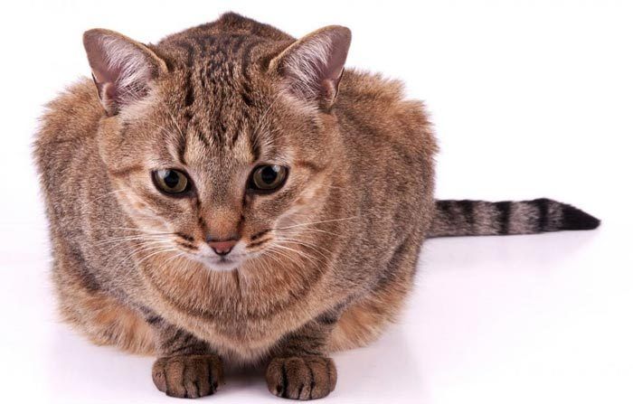 Порода кошек бразильская фото thumbnail
