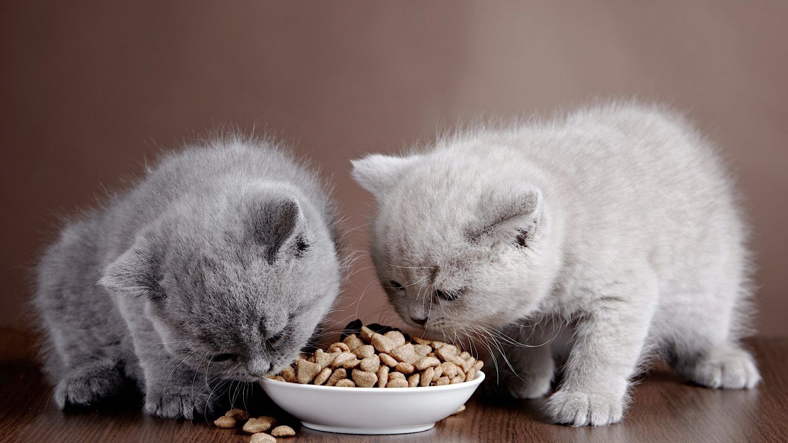 Чем можно кормить кошек брита