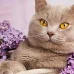british shorthair yellow eyes cat with flowers