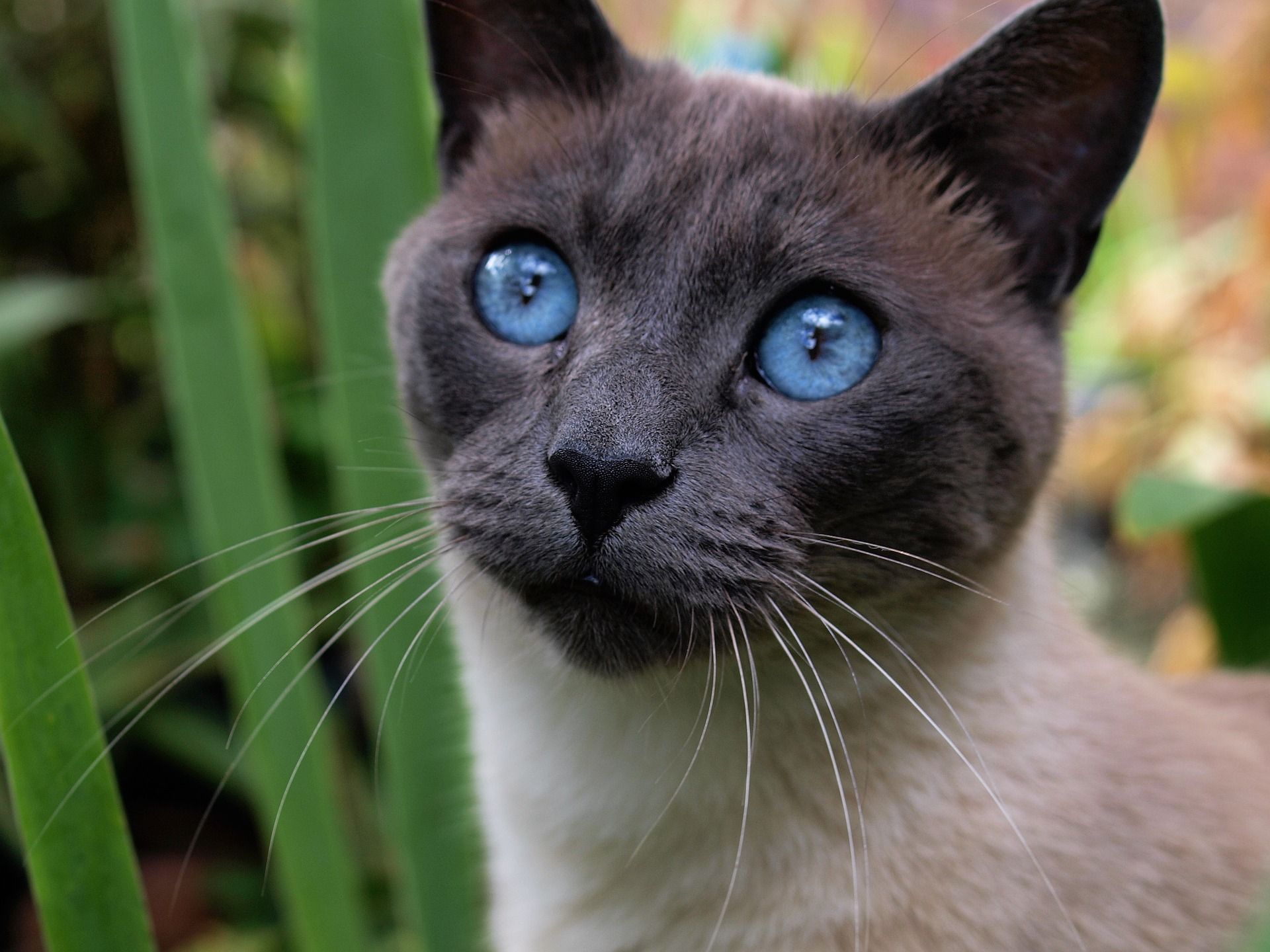 сиамская кошка фото и описание