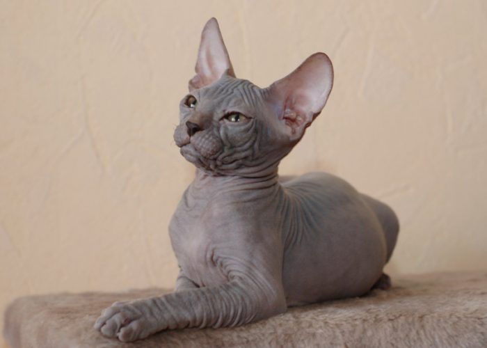 Серый сфинкс-котенок