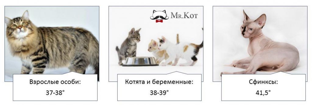 У кота температура