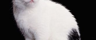Белый кот в пятнах