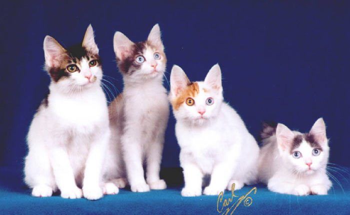 Четыре котенка бобтейла