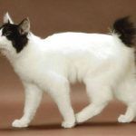 Пушистый белый кот