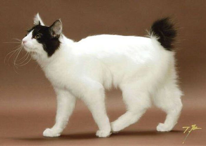 Пушистый белый кот