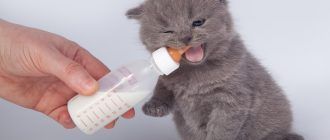 Дымчатый котенок с бутылкой