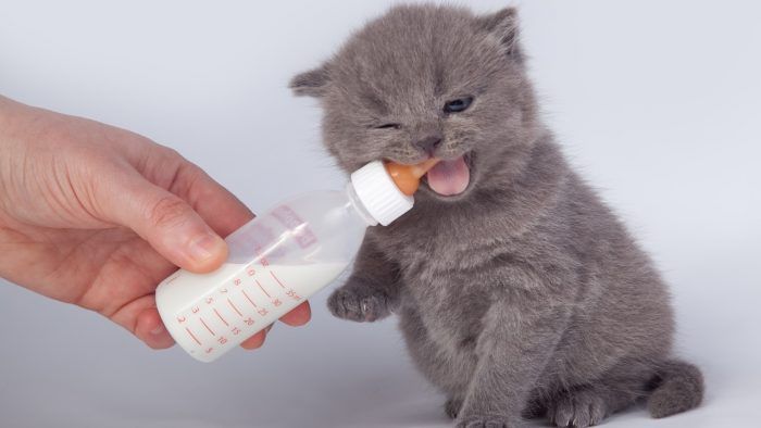 Дымчатый котенок с бутылкой