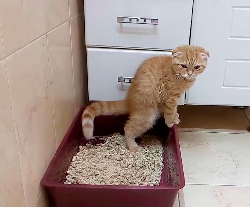 Как приучить котенка и кота к лотку в квартире быстро, без проблем