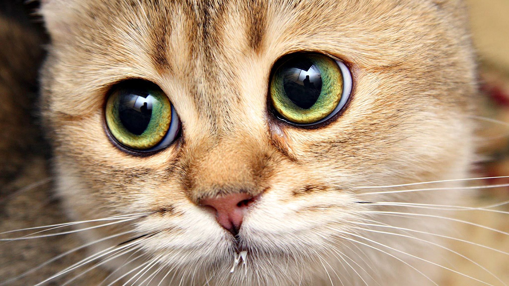 Большие глаза рыжего кота, обои с кошками, картинки, фото x