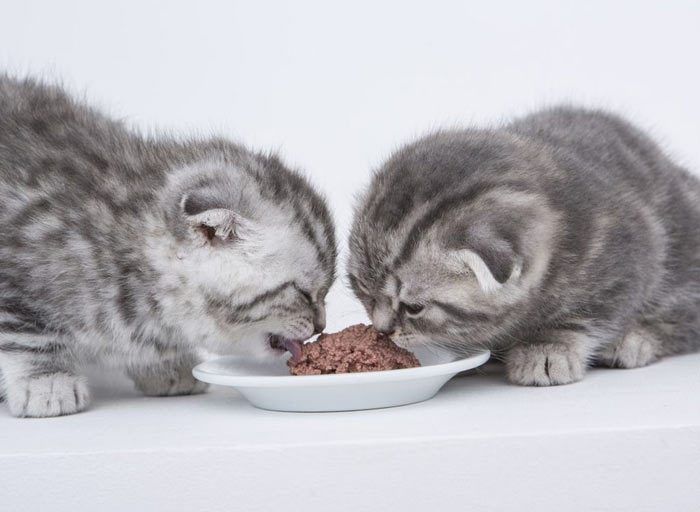 Котята едят готовый корм