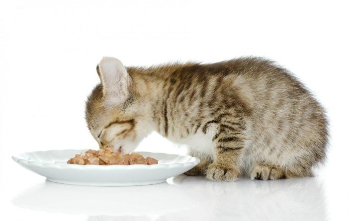 Состав корма для кошек: из чего делают, обзор и сравнение в таблице