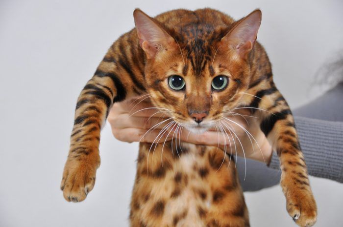Тойгер: описание породы кошек, их характера, истории, 30+ фото