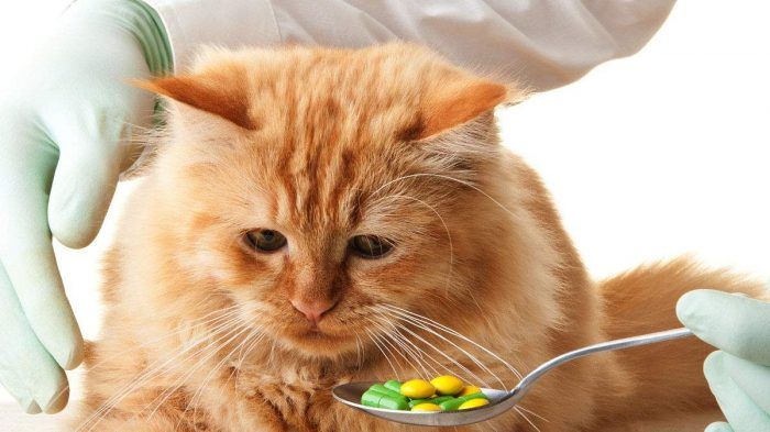 Как дать таблетку кошке: ТОП 6 способов на все случаи жизни