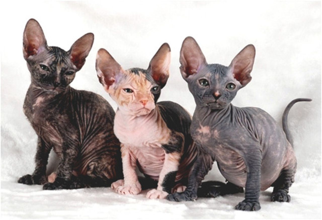Кошки, которые не линяют: список пород для выбора, 31 фото