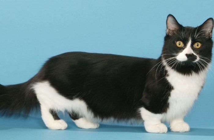 Манчкин: порода коротколапых кошек, 19 фото, цена