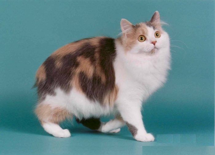 Трехцветные кошки: как выбрать из ТОП 13 пород, 28 фото