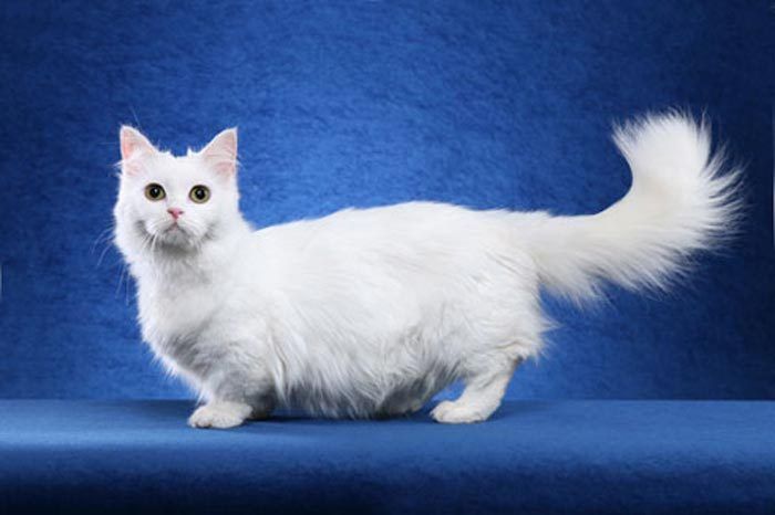 Худая белая кошка Наполеон