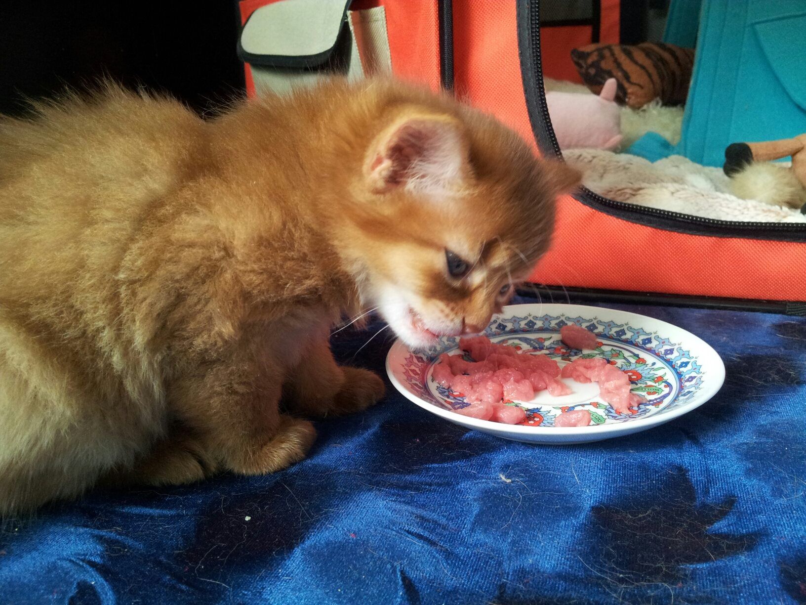 Почему кошка ест котят есть своих. Котенок ест. Еда для котят. Рыжий котенок кушает.