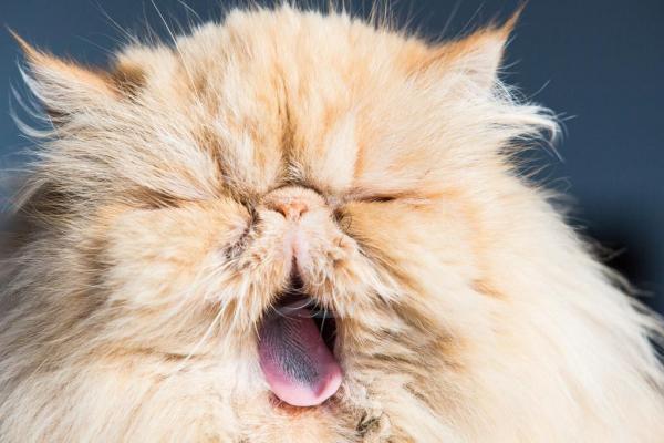 8 интересных фактов о персидских кошках и их истории