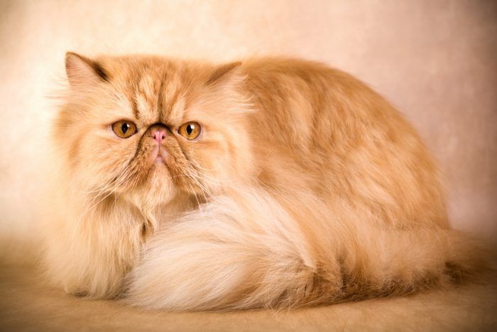 Персидская кошка: описание, 30+ фото, характер и содержание