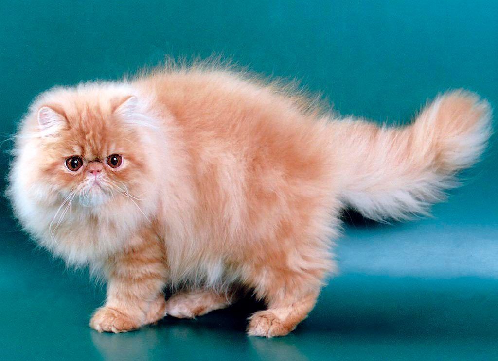 kucing persia,, termasuk kucing tercantik di dunia