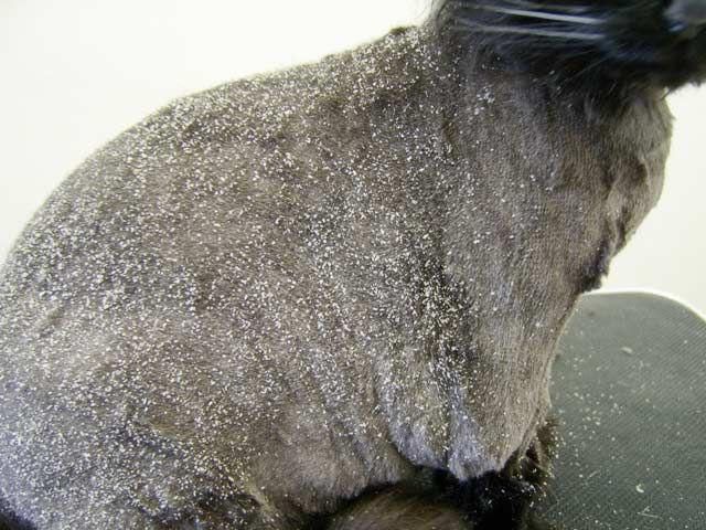 Почему облазит шерсть. Гиперкератоз (hyperkeratosis) собак. Себорейный дерматит у кошек. Перхоть на шерсти кошки.