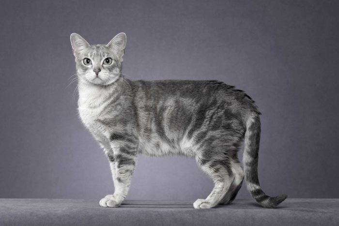 Дымчатая кошка с желтыми глазами порода – кот серый с белым