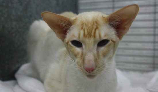 Сиамская порода кошек фото котят