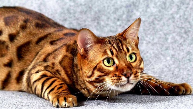 Самые популярные гибридные породы пятнистых кошек