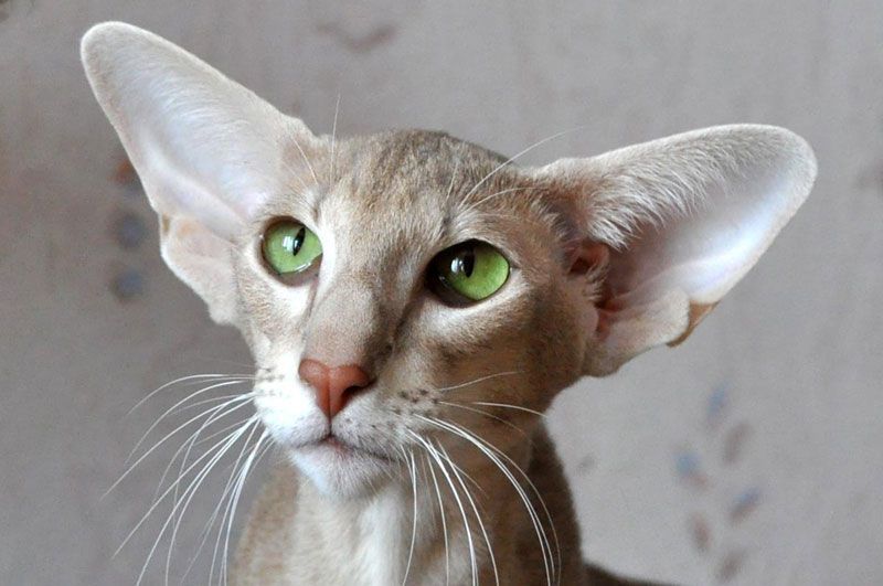 Кошка с большими ушами