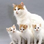Кошка и три котенка