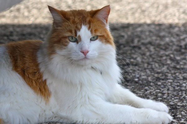 Van Turki di jalan, termasuk kucing tercantik di dunia