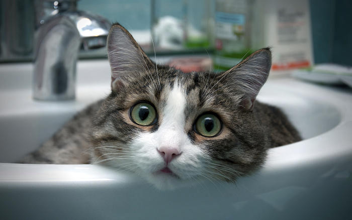 При какой температуре воды купать кота?