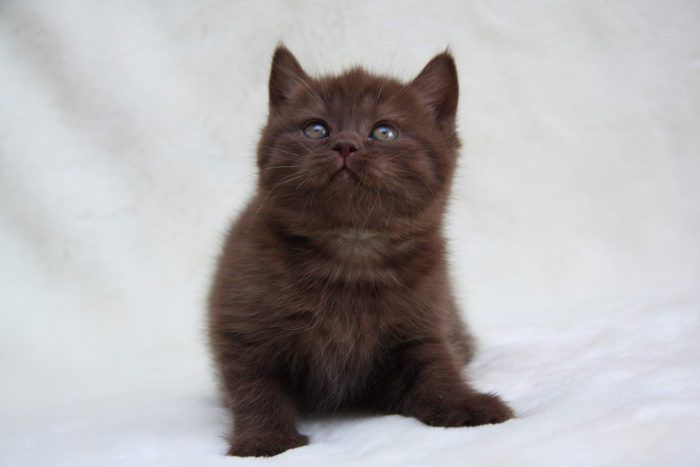 Шоколадный котенок