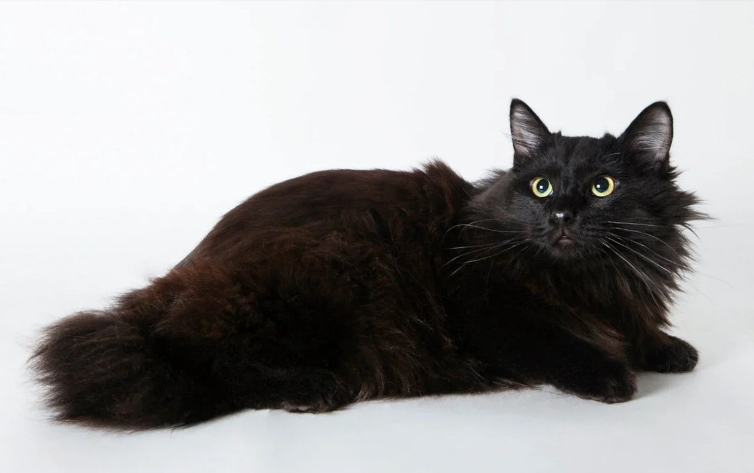Кот черно шоколадный. Шантильи-Тиффани порода. Шантильи Тиффани кошка. Шантильи (Тиффани-шантильи). Шантильи Тиффани черепаховая.