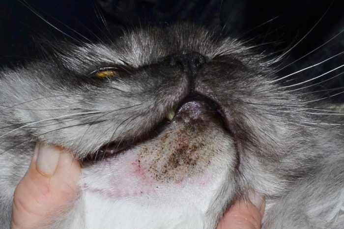 Акне у кошек на подбородке: причины и лечение в домашних условиях