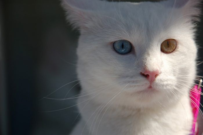 kucing Anatolia, termasuk kucing tercantik di dunia
