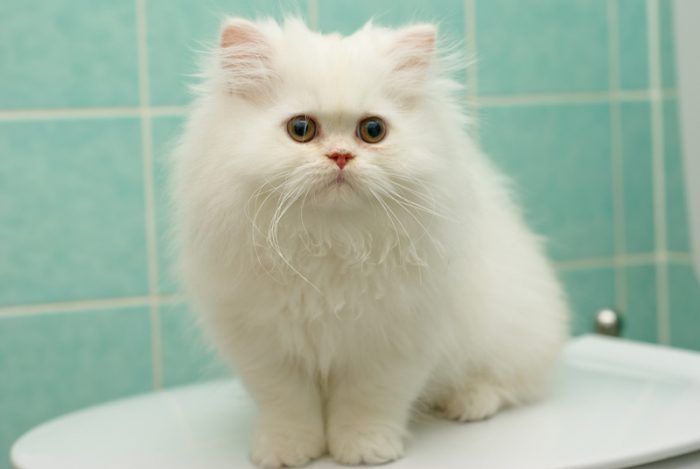 Как назвать белого котенка мальчика или девочку: лучшие идеи