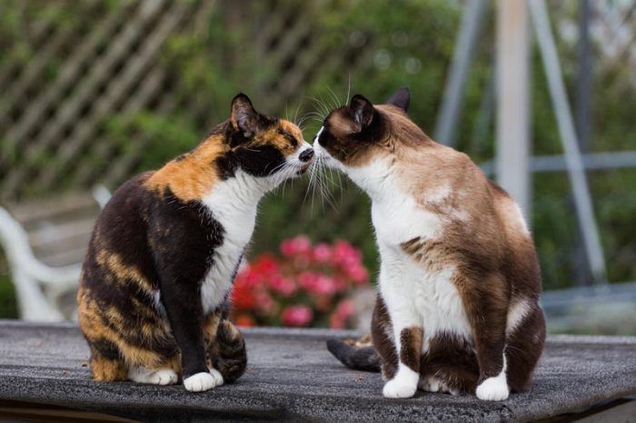 Коты целуются