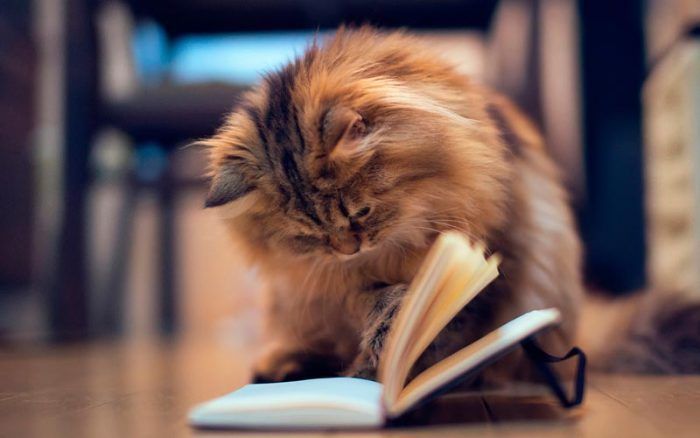 Картинка кошка читает книгу