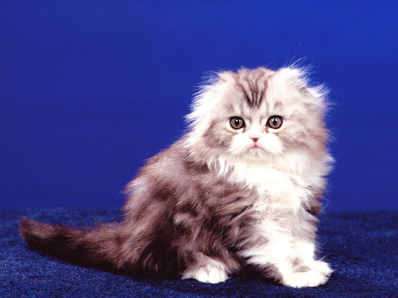 шотландский длинношерстный вислоухий кот хайленд фолд