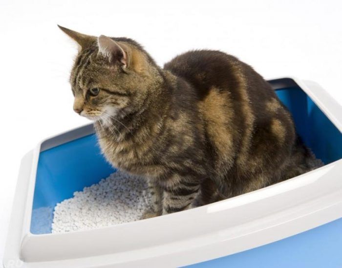 Корма для кошек при запорах: как давать, за чем нужно следить, ТОП